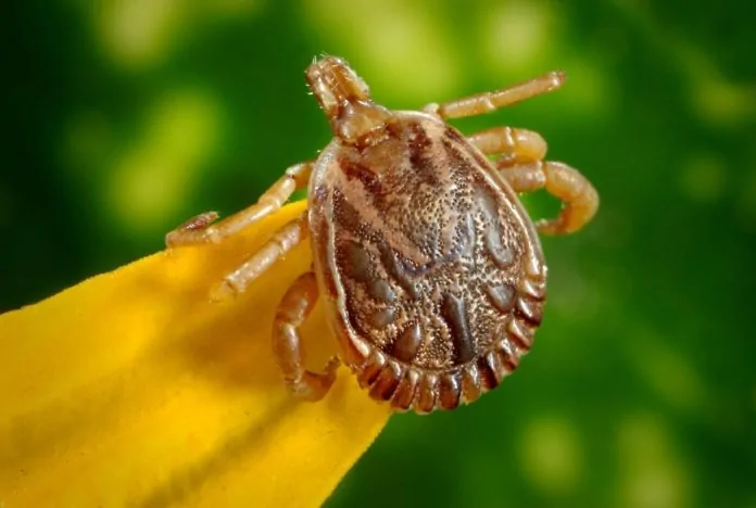 Espírito Santo tem nove mortes confirmadas por febre maculosa em 2026