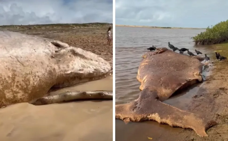 Baleias são encontradas mortas no litoral norte do Espírito Santo