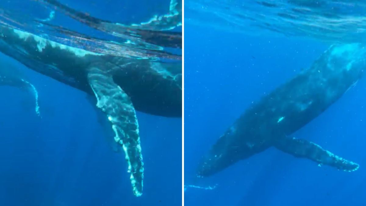 Baleias-jubarte dão espetáculo e cercam lancha durante pescaria em Aracruz